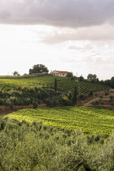 Summer Tuscan green hills with vineyards. On the horizon - the house among trees