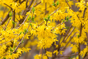 yellow flowers on the tree in nature