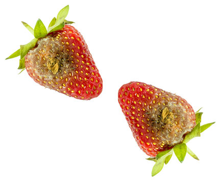 Rotten strawberries isolated on white background closeup