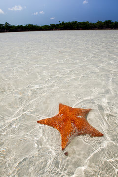 Sea Star in shallow water.