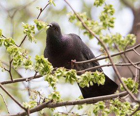 Fototapeta premium dove on the tree in nature