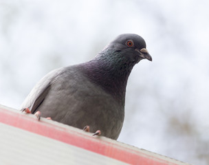 pigeon in the park on the nature