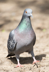 pigeon in the park on the nature