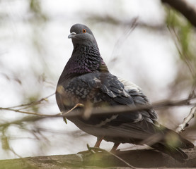 dove on the tree in nature