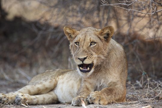 Lion, (Panthera leo) Mana Pools, Zimbabwe, Africa.