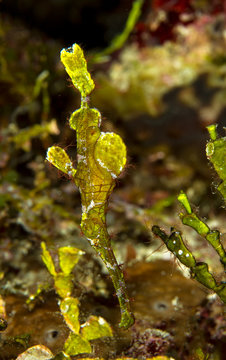 Halimeda Ghost Pipefish.