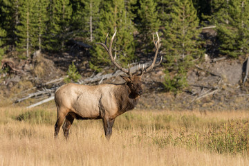 Bull Elk During the Fall Rut