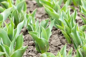 green leaves of a tulip in nature