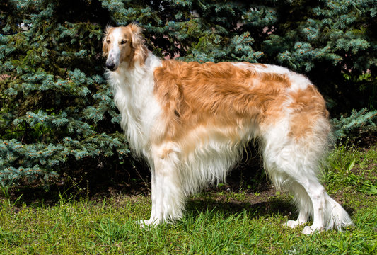 Borzoi Russian brown. The Borzoi Russian dog is on the green grass.