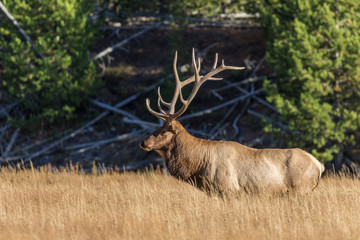 Bull Elk During the Fall Rut