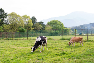 Fototapeta premium 牛