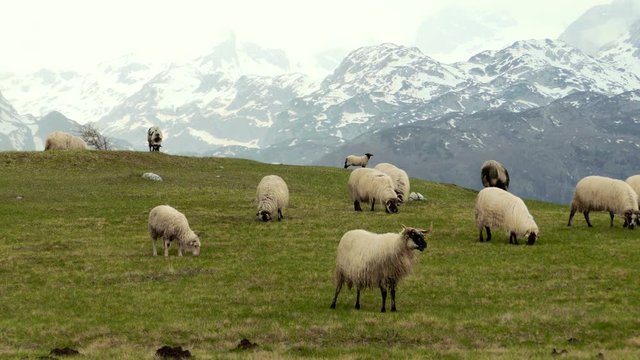 Panorama of the  pastures in the Montenegro, sheep graze