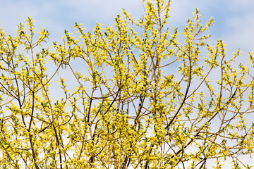 yellow flowers on the tree in nature