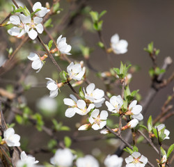beautiful flowers on the tree in nature