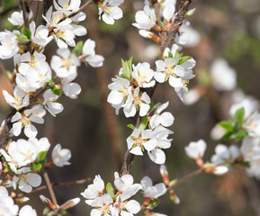 beautiful flowers on the tree in nature