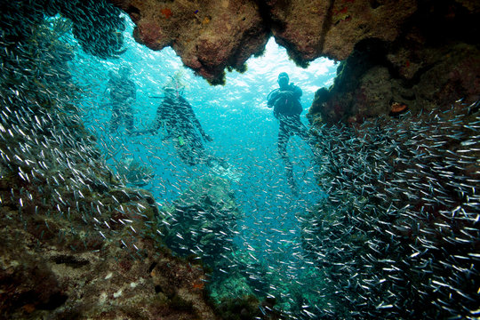Large school of Glass minnows.
