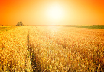 Fototapeta premium wheat field at the sunset