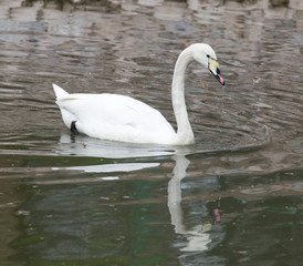 White swan floating on the lake