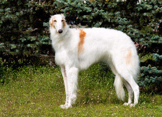 Borzoi Russian white. The Borzoi Russian dog is on the green grass.