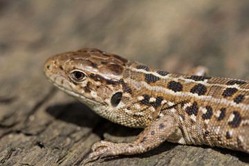 The head of the sand brown lizard, Lacerta agilis. Russia.