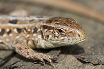 The head of the sand brown lizard, Lacerta agilis. Russia.