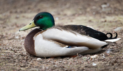 Obraz premium Duck in a park on the nature