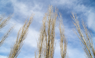 bare branches of a poplar against the blue sky