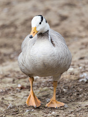 Duck in a park on the nature