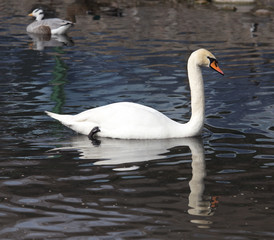 White swan floating on the lake