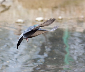 dove in flight in nature