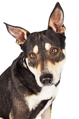 Naklejka na ściany i meble Closeup Portrait Adult Shepherd Crossbreed Dog