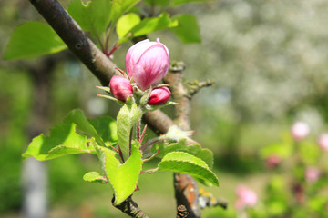 pink bud of apple tree