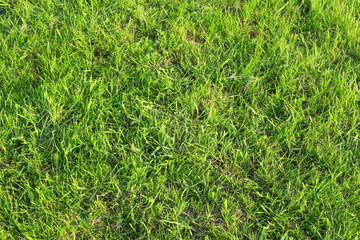 meadow with green grass