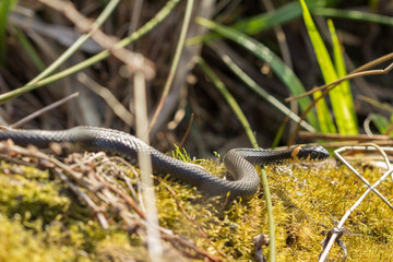 The grass snake Natrix Natrix basking in the sun.