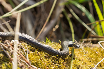 The grass snake Natrix Natrix basking in the sun.