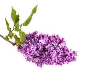 branch of blossoming purple lilac. Isolated on white background