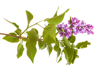 branch of blossoming purple lilac. Isolated on white background