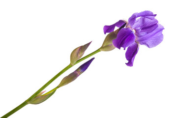 flower purple iris. Isolated on white background