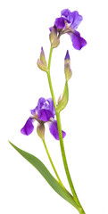 flower purple iris. Isolated on white background