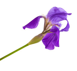 flower purple iris. Isolated on white background