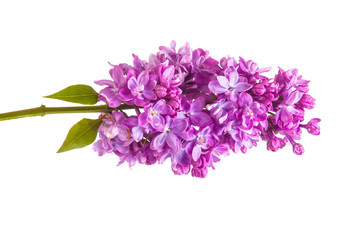 Obraz premium Flowering branch of lilac. isolated on white background