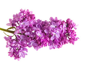 Flowering branch of lilac. isolated on white background