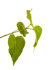 lilac leaves on a branch isolated on white background
