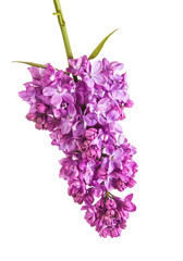 Flowering branch of lilac. isolated on white background