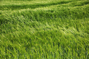 Blowing wind over a green wheat field