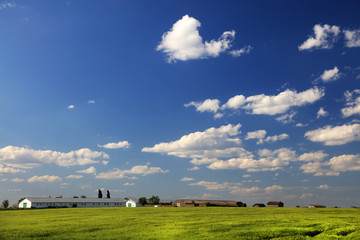 Fototapeta na wymiar Field of green wheat and cloudy blue sky