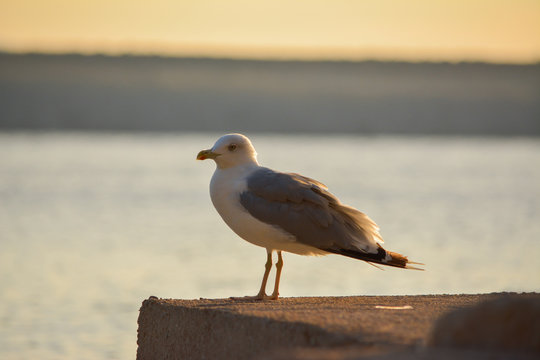 Seagull relaxing at sea