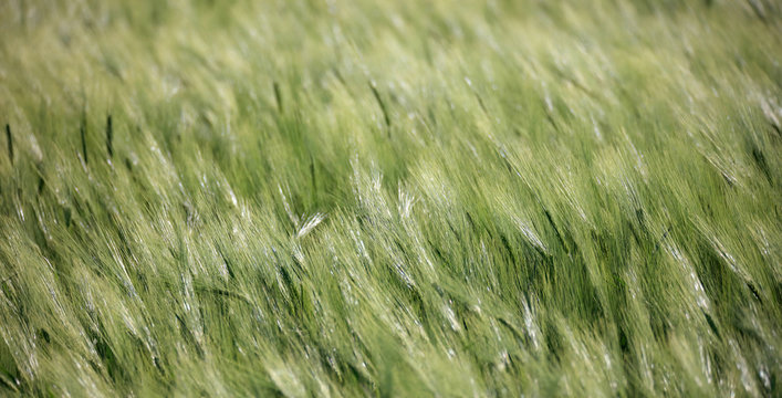 Field of fresh green barley in spring