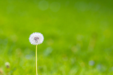 The seed head of dandelion