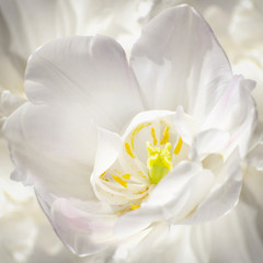 Purity of White Tulip